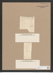 Libellus rhombicus (Greg.) De-Toni (de-Toni-Nr.: Genus 5, Species 857) Zeichnungen Sammlung Grunow Nr. 1701 (NHMW-BOT-W0368574)